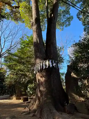 代々木八幡宮の自然