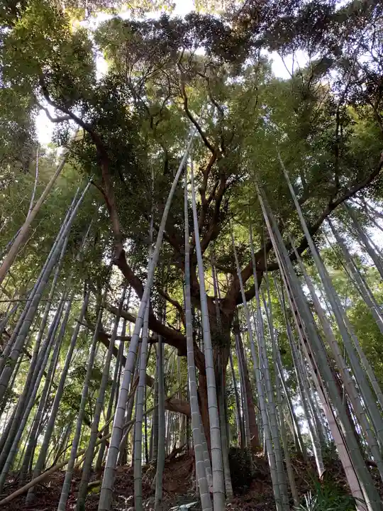 神明神社の自然