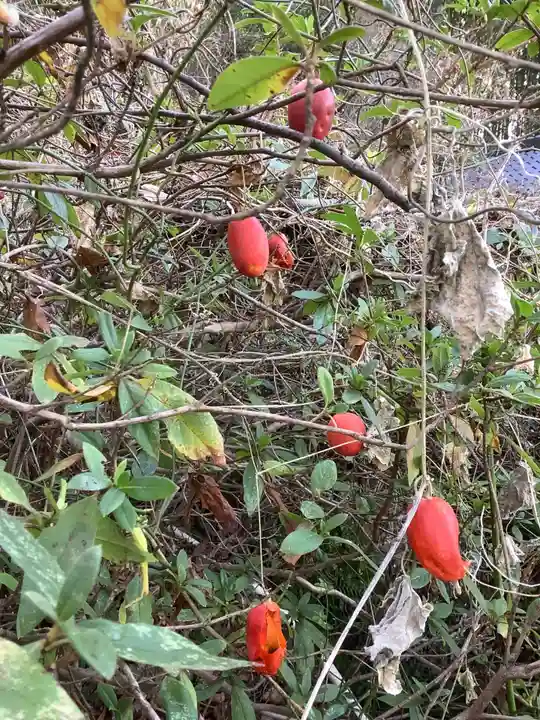 鳩吹稲荷神社の自然
