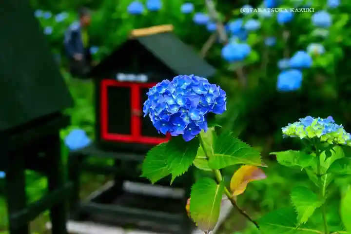 明月院(神奈川県)