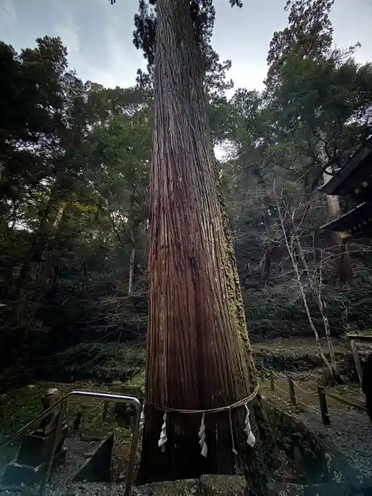 八幡宮來宮神社の{uncategorized: "未分類", other: "その他", undefined: "問題あり", building: "その他建物", grave: "お墓", sacred_gate: "鳥居", guardian: "狛犬", statue: "像", buddha: "仏像", history: "歴史", nature: "自然", garden: "庭園", animal: "動物", pagoda: "塔", temizu: "手水舎", mountain_gate: "山門・神門", sanctuary: "本殿・本堂", subordinate: "末社・摂社", art: "芸術", scenery: "景色", jizo: "地蔵", ema: "絵馬", goshuin: "御朱印", omikuji: "おみくじ", items: "授与品その他", amulet: "お守り", goshuincho: "御朱印帳", eats: "食事", festival: "お祭り", votive_dance: "神楽", shichigosan: "七五三参", wedding: "結婚式", experience: "体験その他", initially: "初詣", around: "周辺", anti_infection: "感染症対策"}