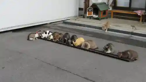 御誕生寺（猫寺）の動物