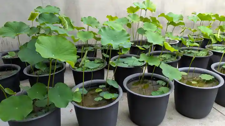 行願寺(革堂)(京都府)