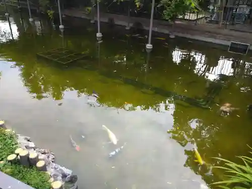 川崎大師（平間寺）の動物
