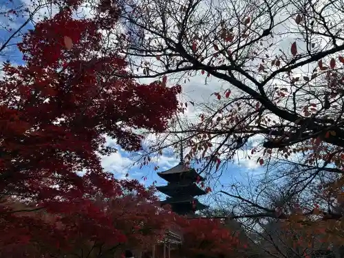 東寺（教王護国寺）(京都府)