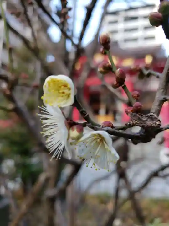 成子天神社の自然