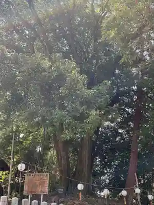 尾張冨士大宮浅間神社の自然