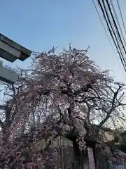 氷川神社の自然