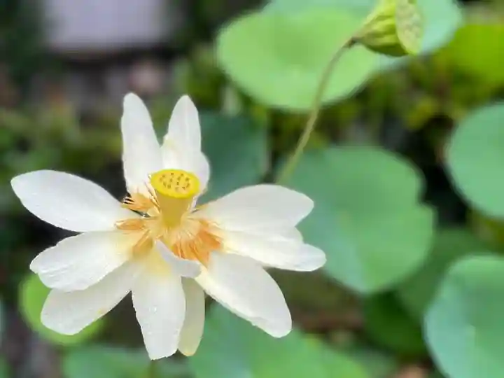 伊勢の国 四天王寺の自然