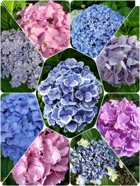 本郷氷川神社(東京都)