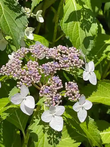矢田寺(奈良県)