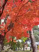 美瑛神社の自然