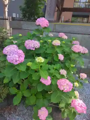 葛飾八幡宮(千葉県)