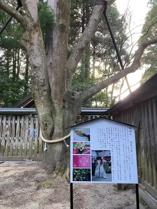 天岩戸神社(宮崎県)