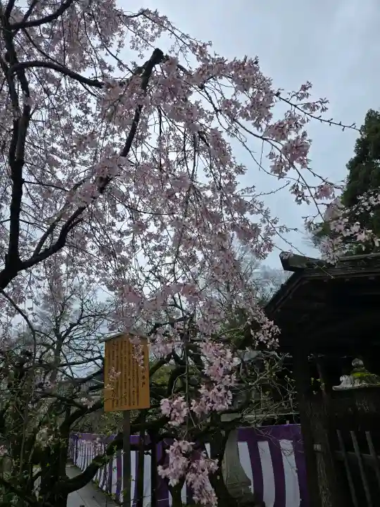 北野天満宮の{uncategorized: "未分類", other: "その他", undefined: "問題あり", building: "その他建物", grave: "お墓", sacred_gate: "鳥居", guardian: "狛犬", statue: "像", buddha: "仏像", history: "歴史", nature: "自然", garden: "庭園", animal: "動物", pagoda: "塔", temizu: "手水舎", mountain_gate: "山門・神門", sanctuary: "本殿・本堂", subordinate: "末社・摂社", art: "芸術", scenery: "景色", jizo: "地蔵", ema: "絵馬", goshuin: "御朱印", omikuji: "おみくじ", items: "授与品その他", amulet: "お守り", goshuincho: "御朱印帳", eats: "食事", festival: "お祭り", votive_dance: "神楽", shichigosan: "七五三参", wedding: "結婚式", experience: "体験その他", initially: "初詣", around: "周辺", anti_infection: "感染症対策"}
