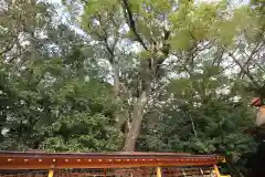 枚聞神社の自然