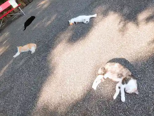 唐澤山神社の動物