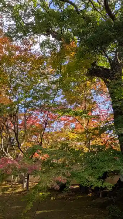 十輪寺(京都府)