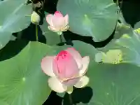 家原寺(大阪府)