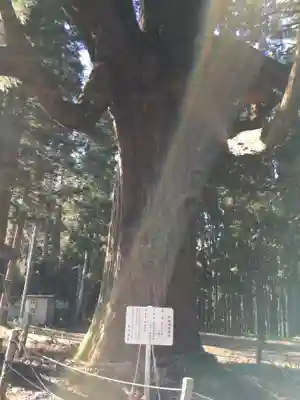 中畑神社の自然