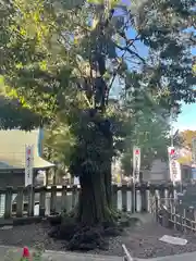 北澤八幡神社(東京都)