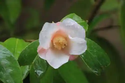 開成山大神宮の自然