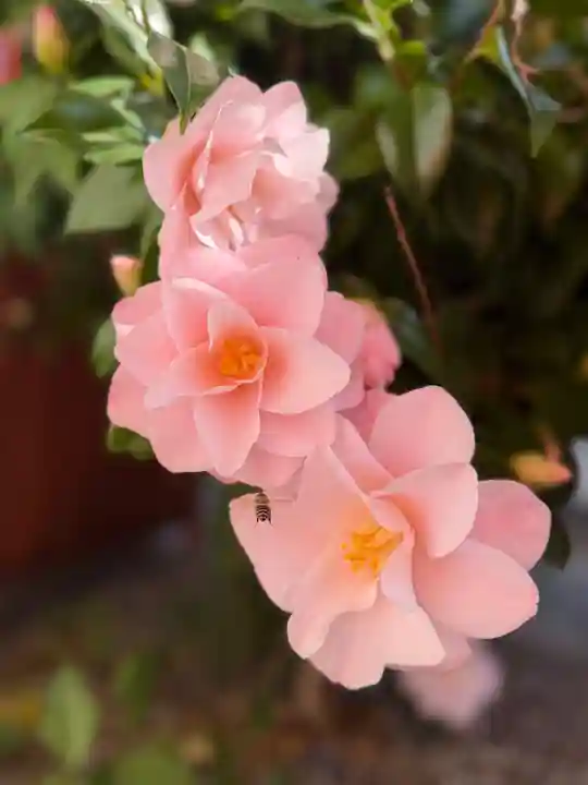 崇道天皇社(奈良県)