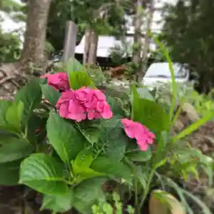 高司神社〜むすびの神の鎮まる社〜の自然(2020年07月17日(金) 10時14分42秒投稿)