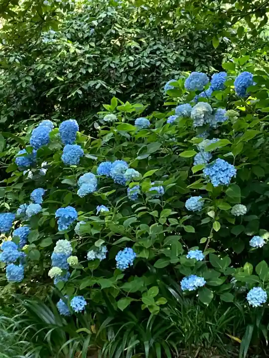 明月院(神奈川県)