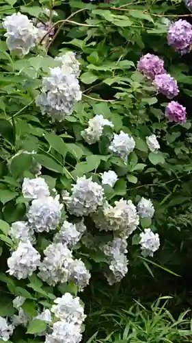 弥生神社の自然