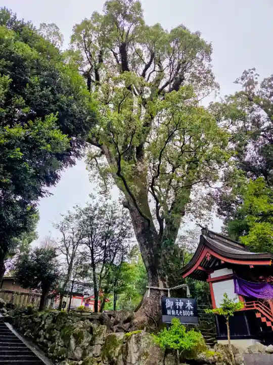 鹿児島神宮(鹿児島県)