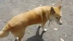 縣神社の動物