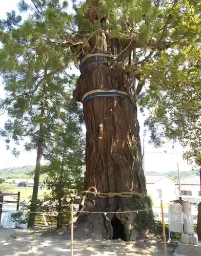 大國魂神社の自然