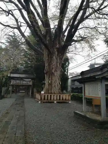 住吉神社の自然