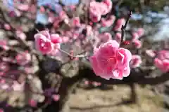 菅原天満宮（菅原神社）の自然