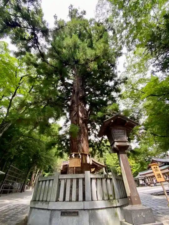 諏訪大社下社秋宮の自然