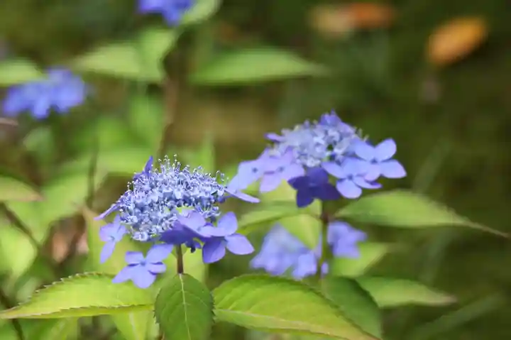 尊陽院(京都府)