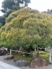 修禅寺(静岡県)