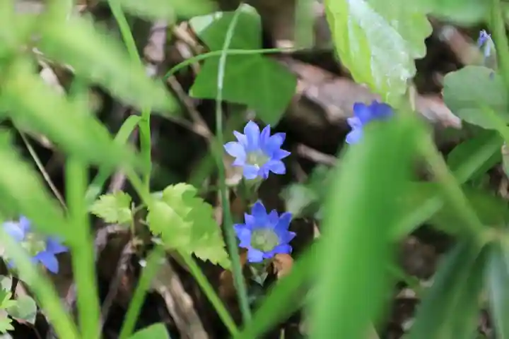 三渡神社の自然