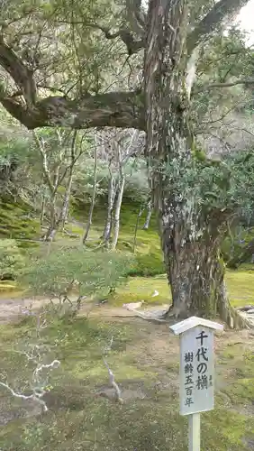 慈照寺（慈照禅寺・銀閣寺）の庭園