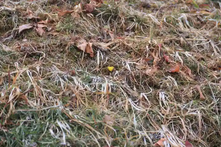 三春大神宮の自然