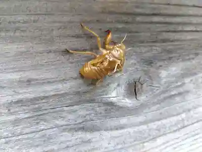 諏訪神社(福井県)