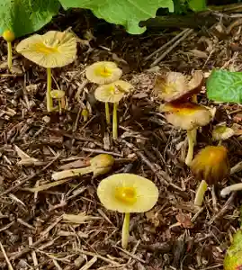 蚊里田八幡宮(長野県)(2025年06月16日(月) 17時20分01秒投稿)