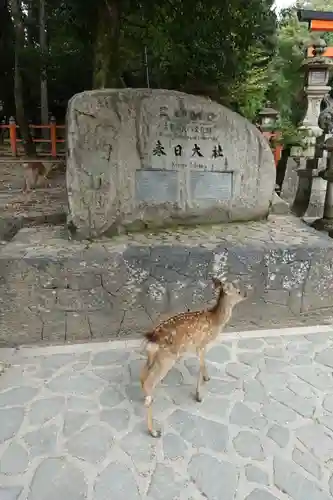 春日大社の動物
