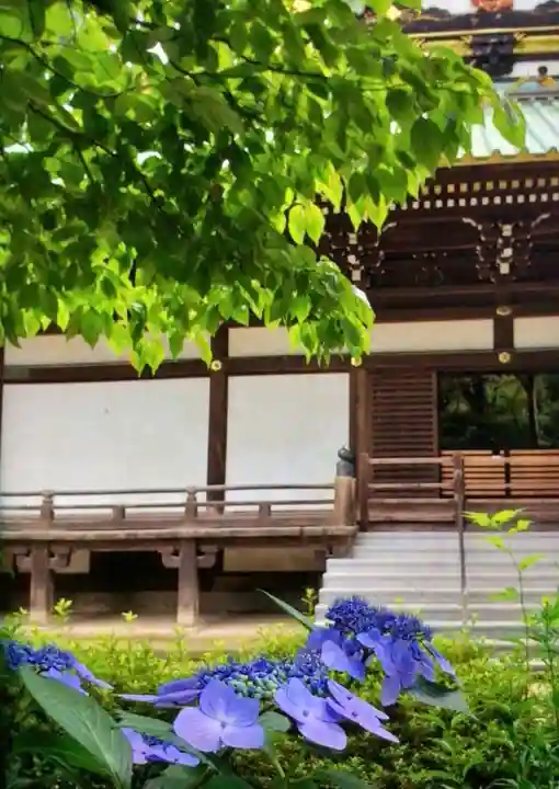 妙法寺(東京都)