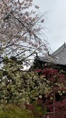 墨染寺（桜寺）(京都府)