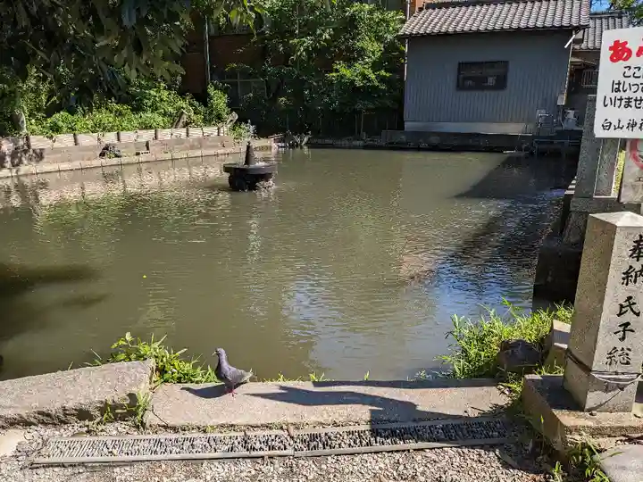 白山神社(二子町)の動物