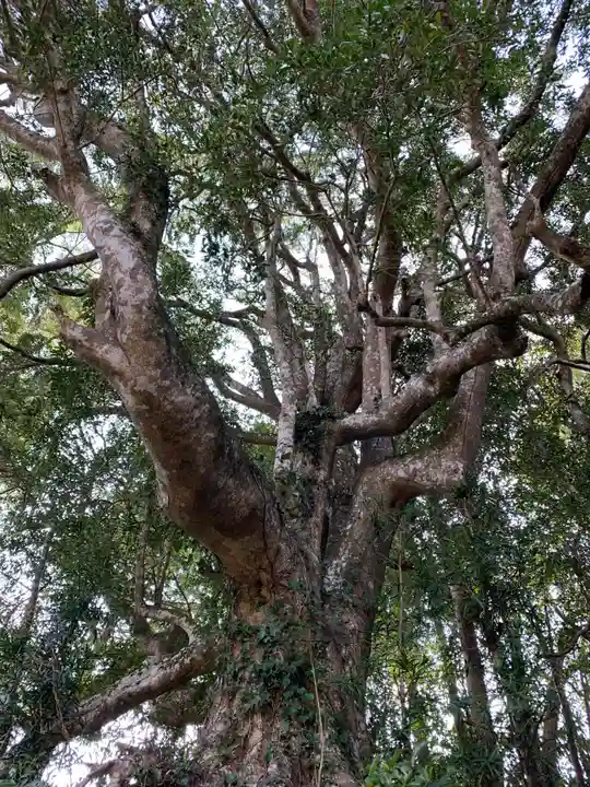 金刀比羅神社の自然