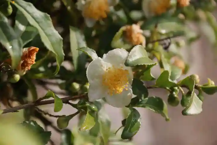 豊景神社の庭園