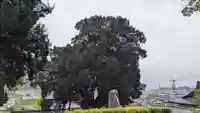 旧八幡宮の自然